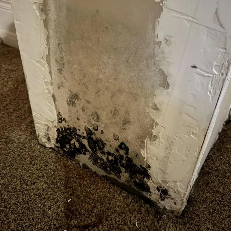 Professional Mold Removal in Tipton, CA